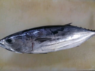 カツオのおろし方 三枚おろし 簡単 魚の美味しいさばき方
