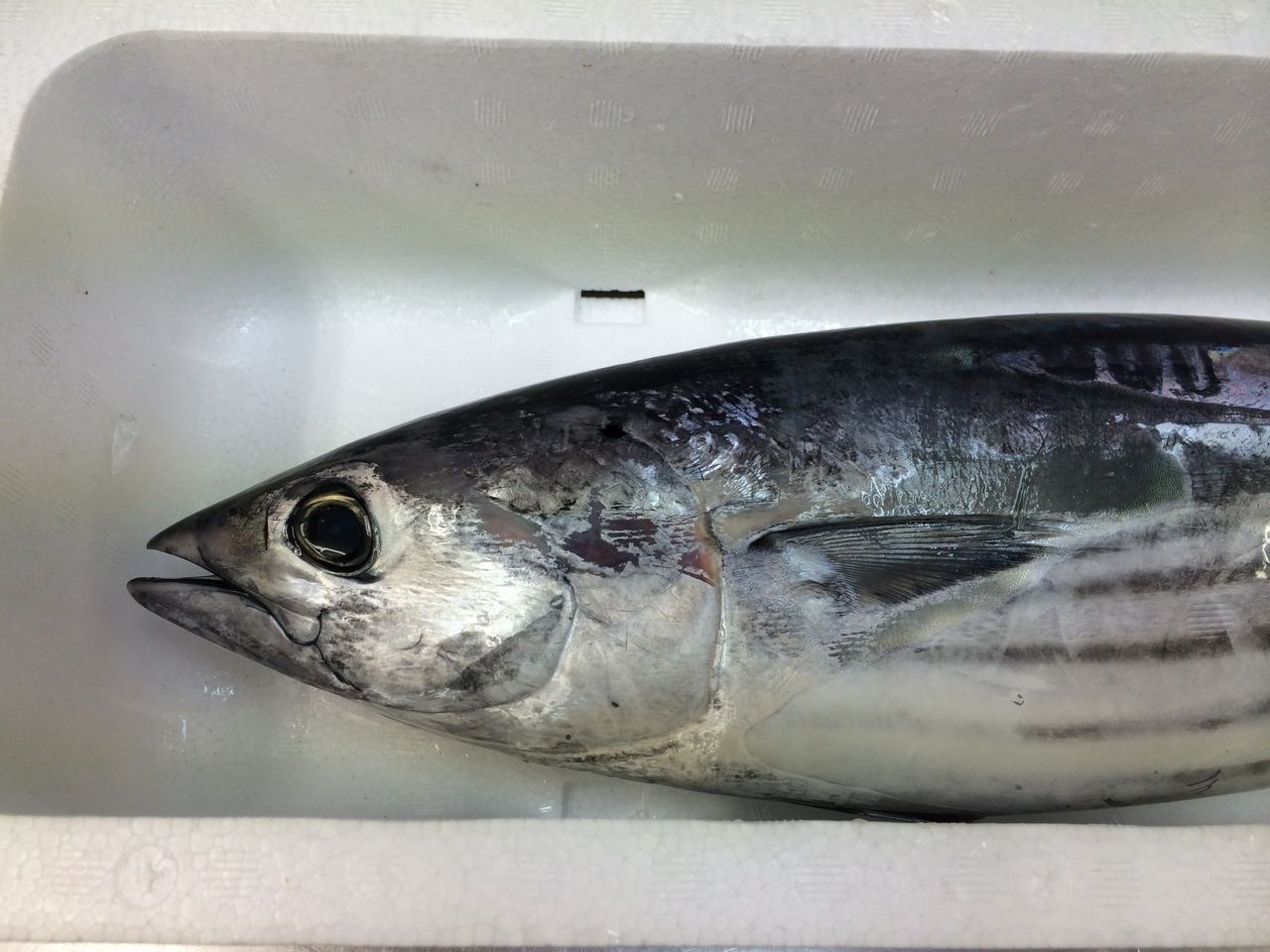 カツオを仕入れました 簡単 魚の美味しいさばき方 カツオを仕入れました 簡単 魚の美味しいさばき方