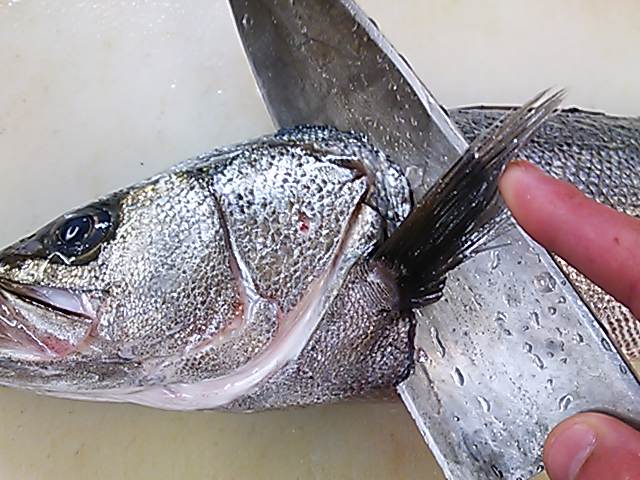 スズキ 頭 落とし方 切り方 取り方 簡単 魚の美味しいさばき方