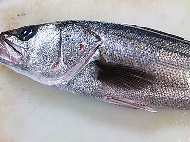 スズキ 頭 落とし方 切り方 取り方 簡単 魚の美味しいさばき方