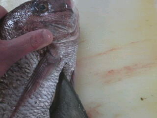 タイのさばき方 塩焼き 簡単 魚の美味しいさばき方
