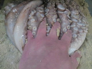 蛸 たこ の下処理 もみ洗い 簡単 魚の美味しいさばき方