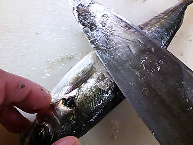マルアジ ウロコ 落とし方 簡単 魚の美味しいさばき方 マルアジ ウロコ 落とし方 簡単 魚の美味しいさばき方