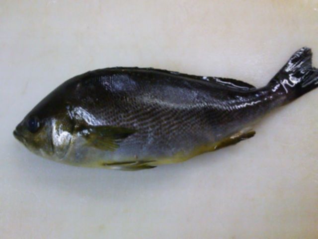 新鮮なイサキ 締め 方 魚のすべて