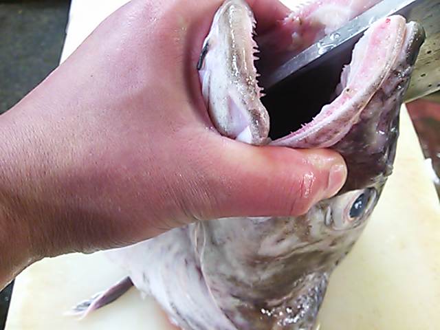 鱈 タラ 頭 割り方 切り方 簡単 魚の美味しいさばき方