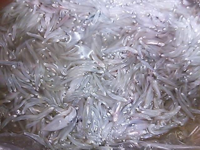 生シラス 釜揚げ 作り方 とある料理人 弁当屋 の独り言