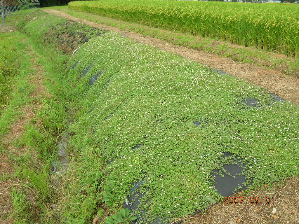 大橋建設 株式会社 ヒメイワダレ草の施工紹介 Livedoor Blog ブログ