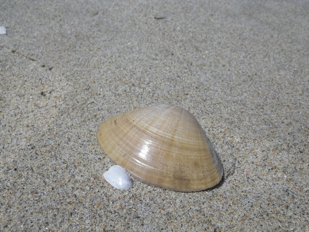 潮干狩り ボルゾイおはぎ おかげさまで