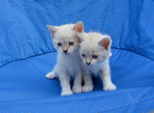 kittens-2724669__340