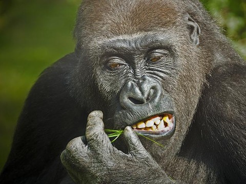 gorilla-g451799cc0_640
