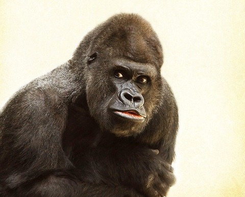 gorilla-gabdc03d0d_640