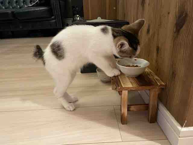 お母さん 会社やめるってよ その3 アラフォーお母さんのごきげんな日々 お母さん 会社やめるってよ その3 アラフォーお母さんのごきげんな日々