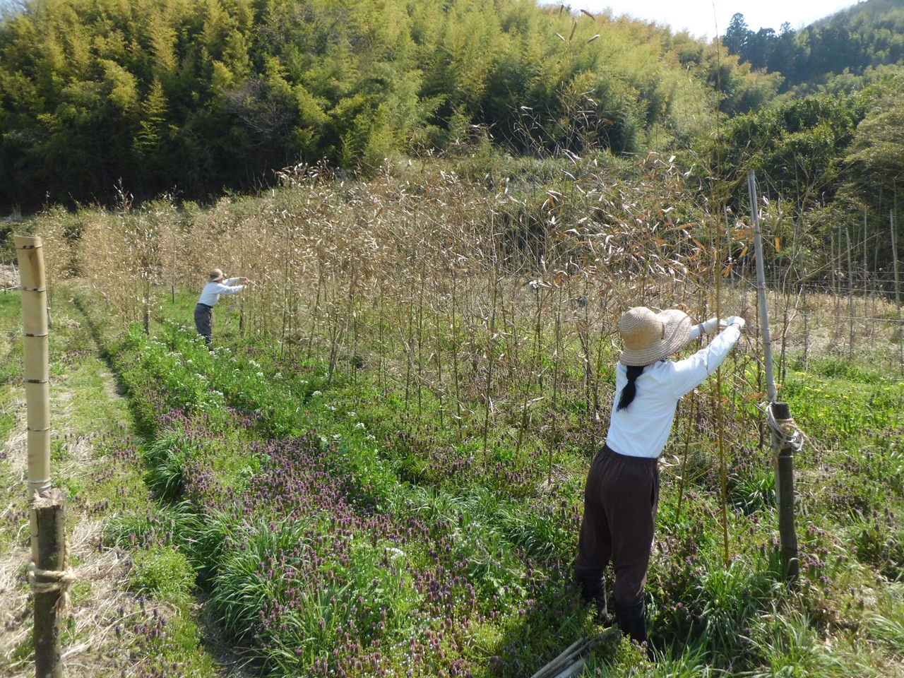 エンドウ豆畑の支柱立てなどなど 自然農 お花畑headsささやき村農園