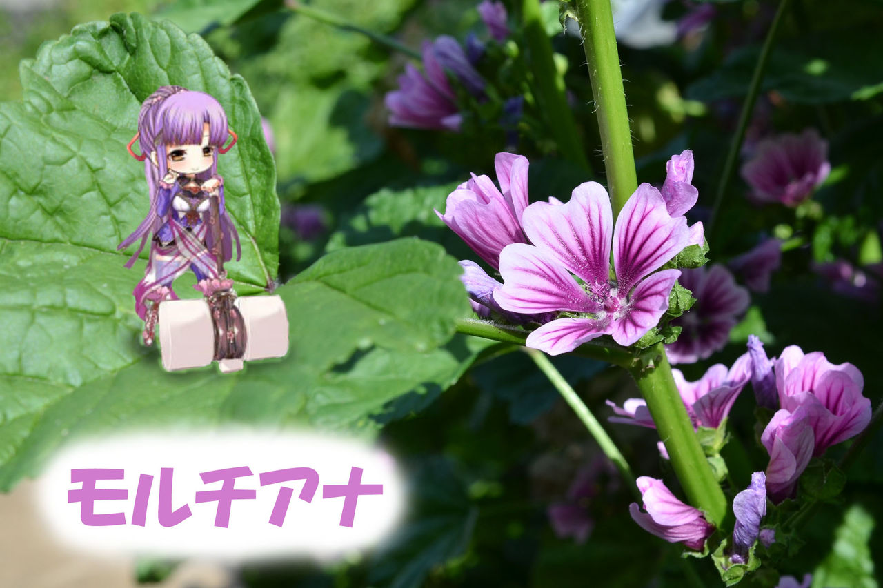 リアルフラワーナイトガール 3 フラワーナイトガールプレイ日記