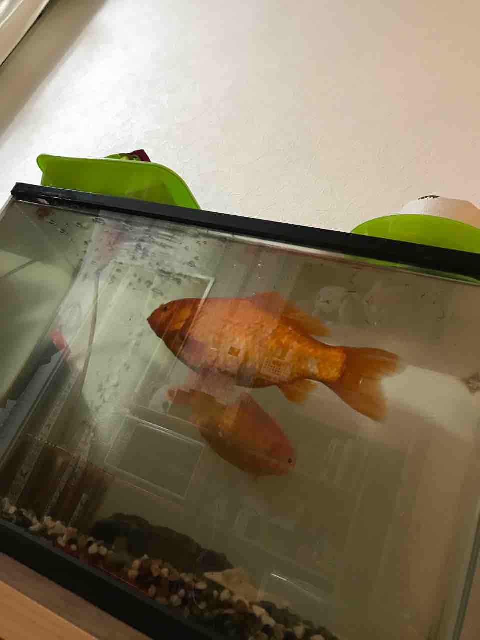 お祭りの金魚 お鼻クソ太郎のパックロッドと大人の男の子ブログ お祭りの金魚 お鼻クソ太郎のパックロッドと大人の男の子ブログ