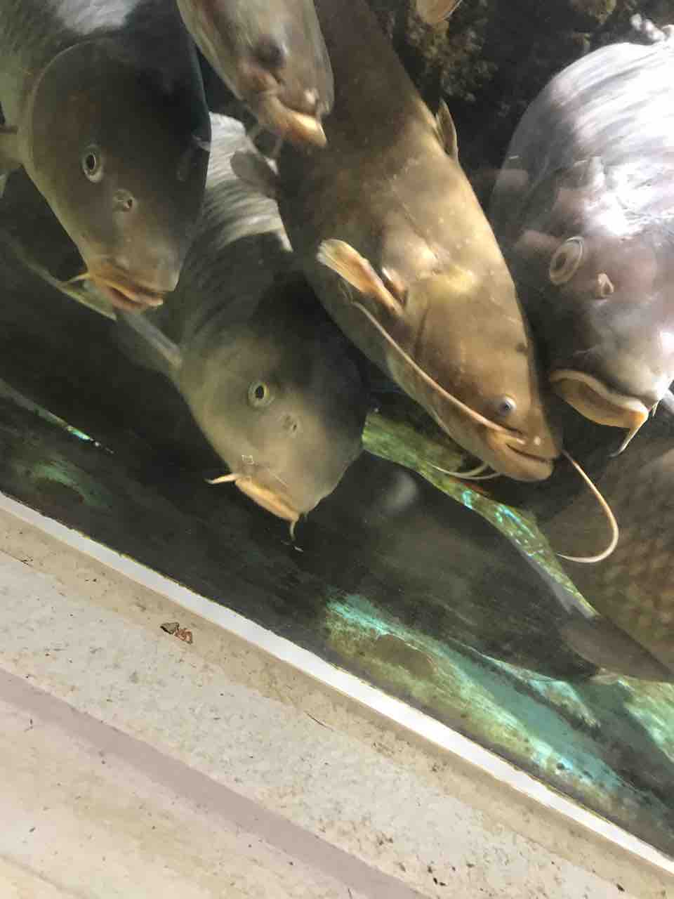 かすみがうら市水族館 ナマズバーガー お鼻クソ太郎のパックロッドと大人の男の子ブログ