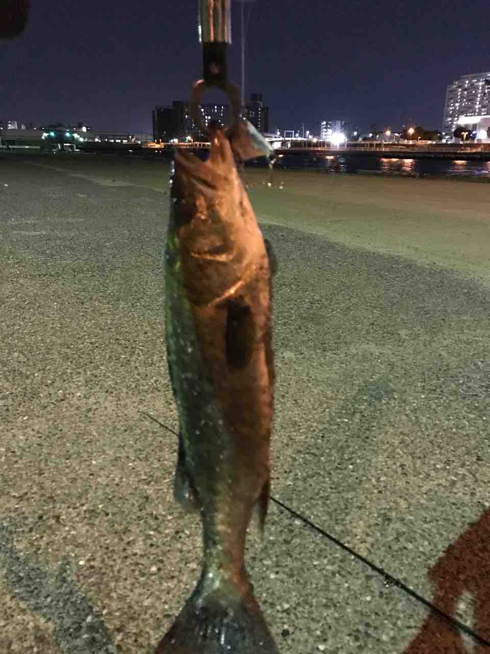 船橋港でシーバス お鼻クソ太郎のパックロッドと大人の男の子ブログ