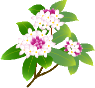 今日の絵手紙 梅の花 沈丁花 さちこルーム2238 今日の絵手紙 梅の花 沈丁花 さちこルーム2238