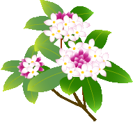 今日の絵手紙 梅の花 沈丁花 さちこルーム2238 今日の絵手紙 梅の花 沈丁花 さちこルーム2238