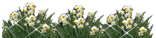 絵手紙 スイセンの花 さちこルーム2238 絵手紙 スイセンの花 さちこルーム2238