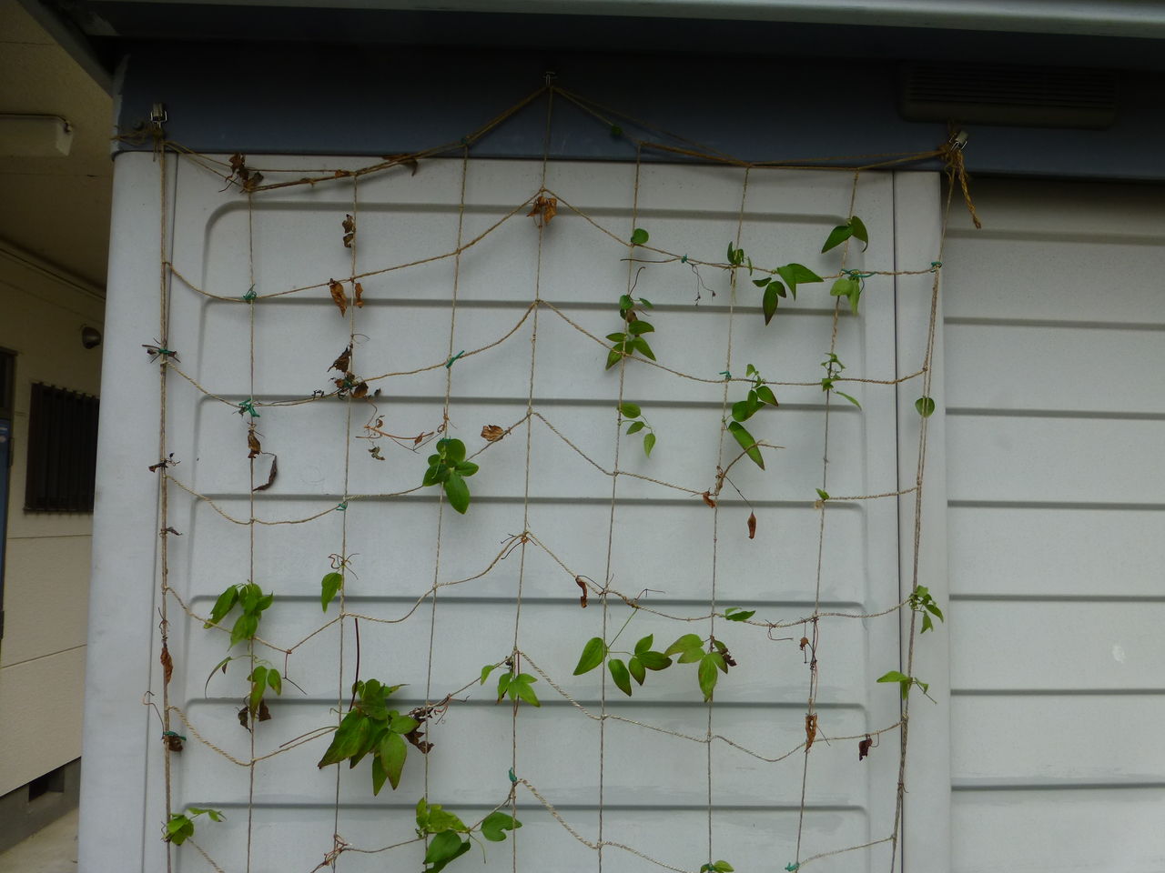 クレマチス ビエネッタ 花後剪定の様子 庭と