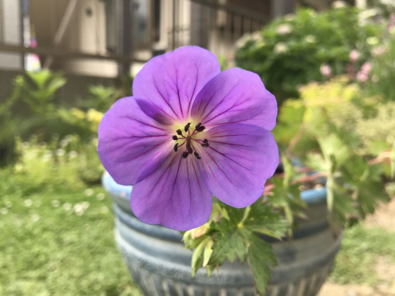 ゲラニウム フウロ草 ロザンネイが咲いた 庭と ゲラニウム フウロ草 ロザンネイが咲いた 庭と