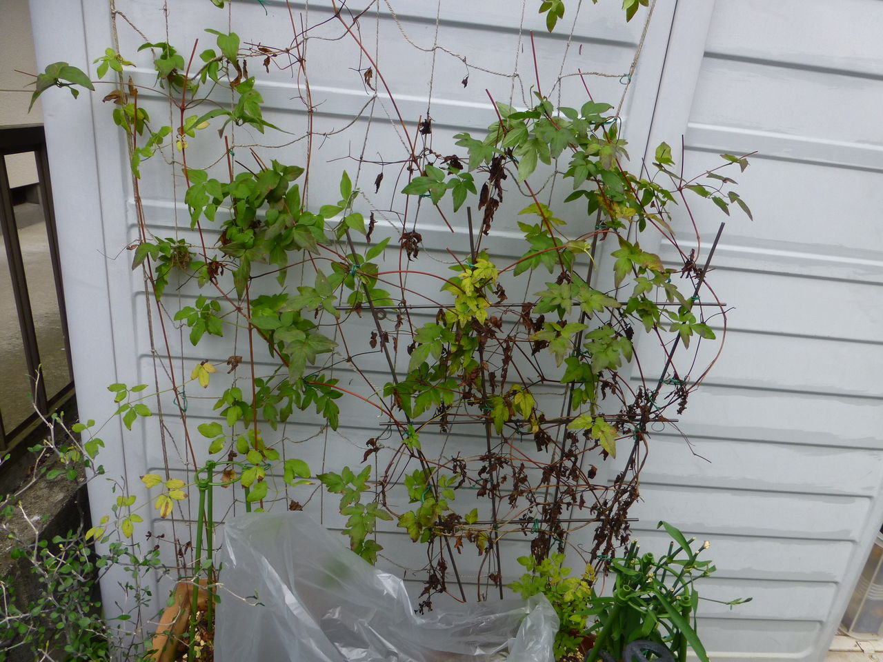 クレマチス ビエネッタ 花後剪定の様子 庭と