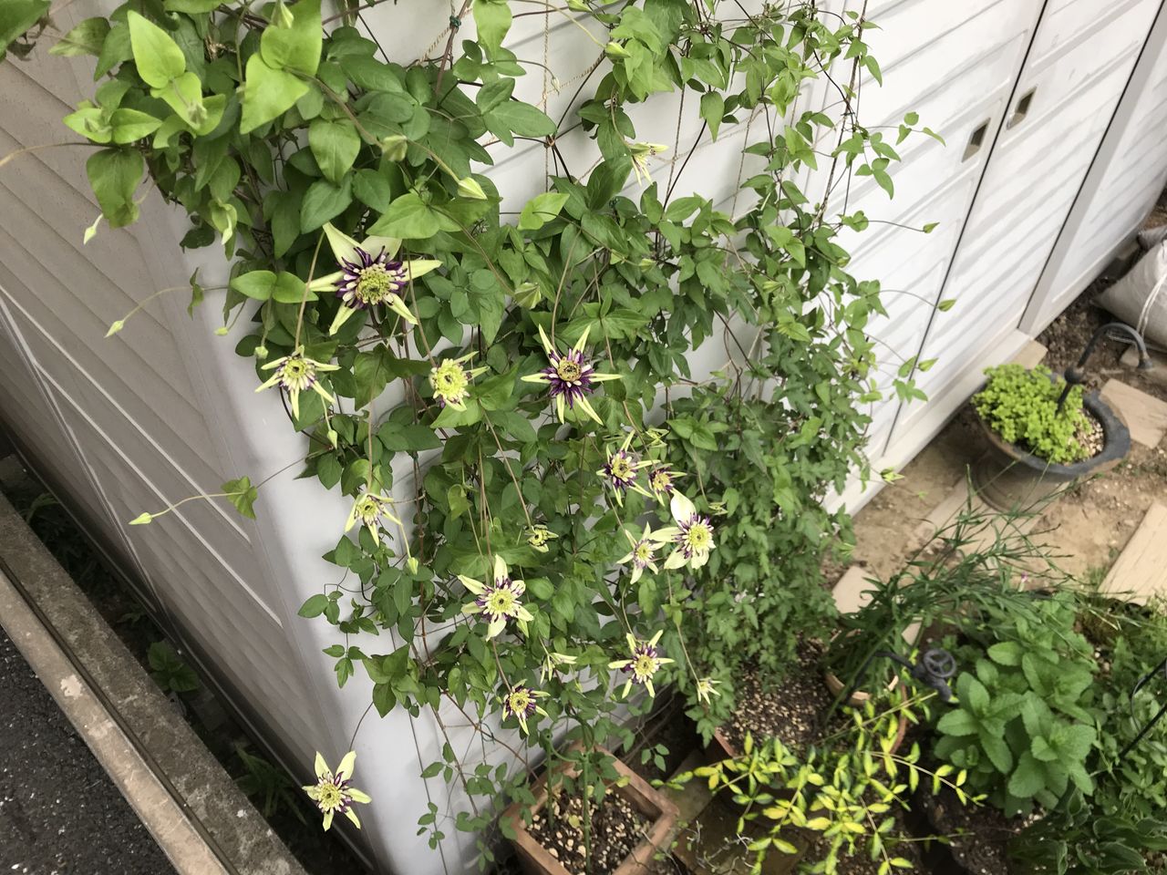 クレマチス 庭と