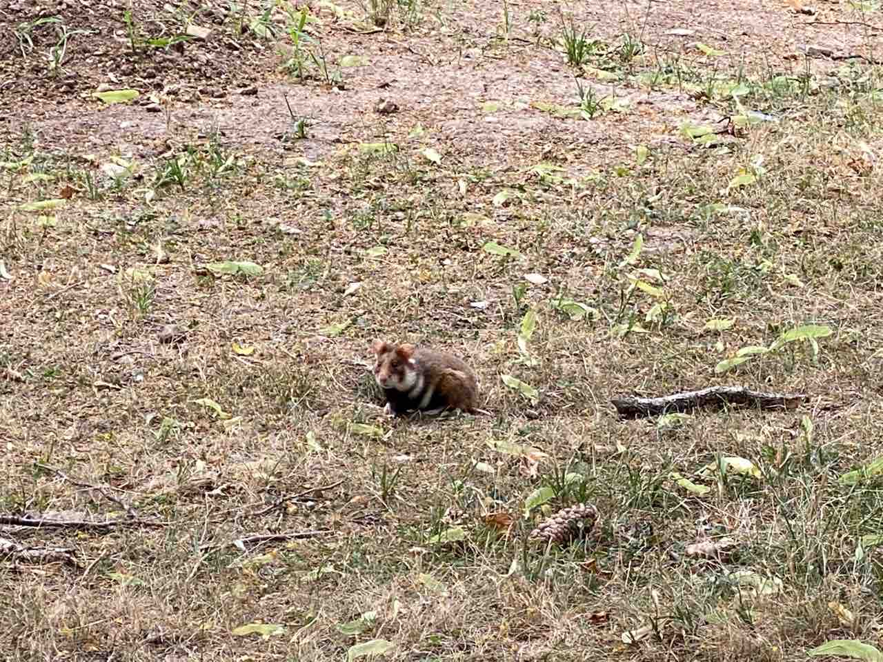 野生のハムスター ウィーン滞在日記 21 4
