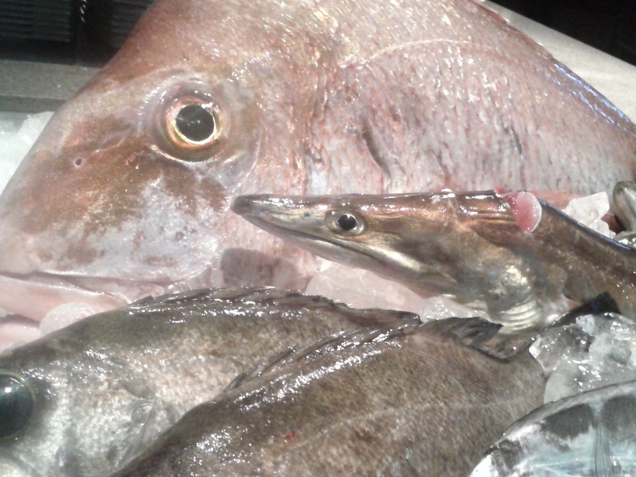 長い魚は意外と怖い プランナーの独り言