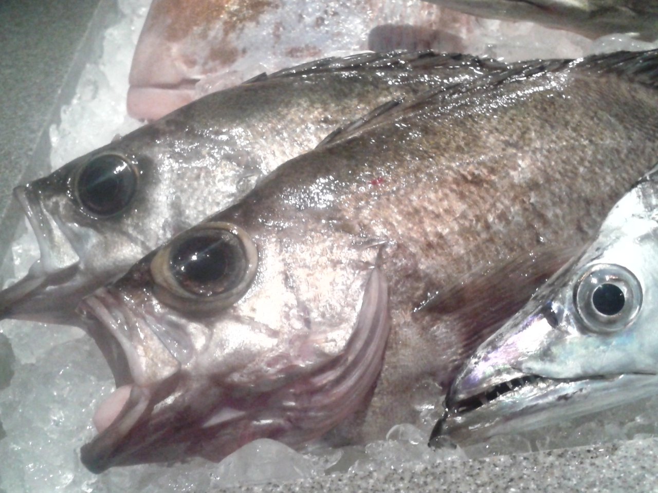 長い魚は意外と怖い プランナーの独り言 長い魚は意外と怖い プランナーの独り言