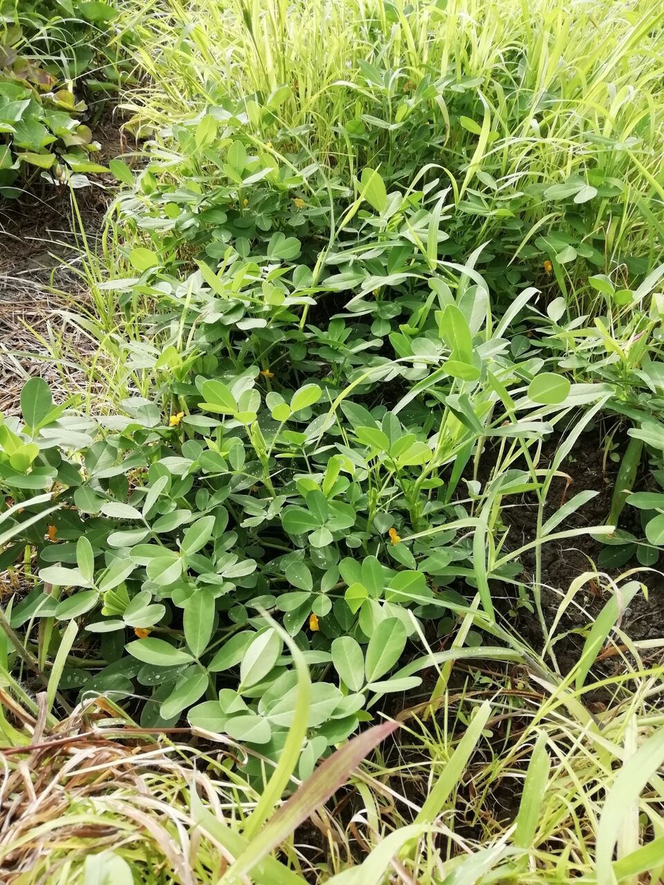 落花生 育ってます 大井小ｐｔａの部屋