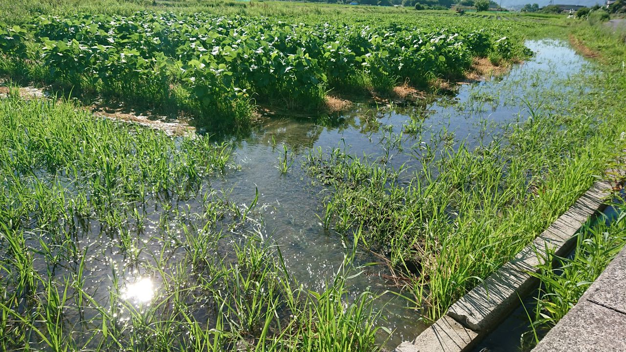 畑の水やり 大井小ptaの部屋 畑の水やり 大井小ptaの部屋