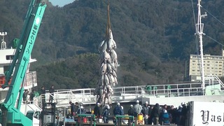 １月２３日０８時５２分　マグロツリー