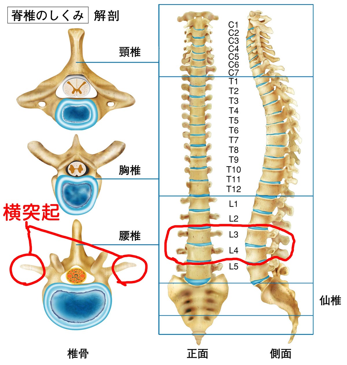 Hideのお暇日記 ネイマールよ お前もか 腰椎骨折は ２ｃｍで半身不随