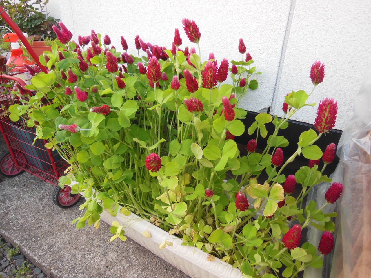 ストロベリーキャンドル スローライフ 奥州 ストロベリーキャンドル スローライフ 奥州