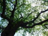 DSCN7503