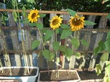 DSCN0585