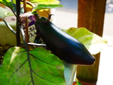 P1300780