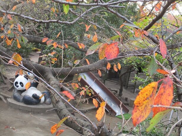 園日記 秋 真っ盛りです 園日記 秋 真っ盛りです