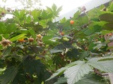 DSCN4582