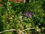 DSCN7507