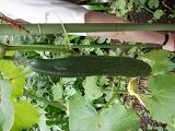 DSCF8156