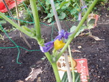 DSCF9421