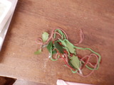 DSCF0899