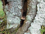 DSCN5382