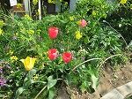 IMG_0536