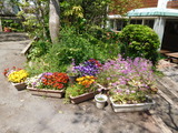 DSCN7513