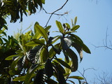 DSCN7514