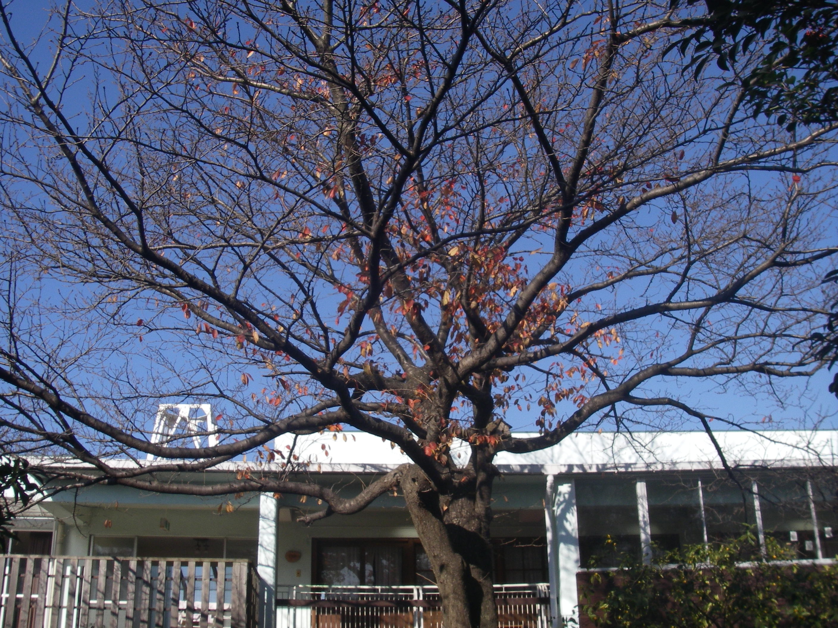 園日記 桜の木も冬支度